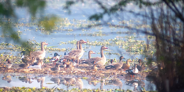 Ultima Allure Location